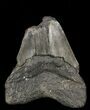 Partial, Megalodon Tooth - Georgia #57897-1
